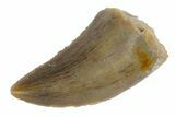 Serrated, Allosaurus Tooth - Colorado #162494-1
